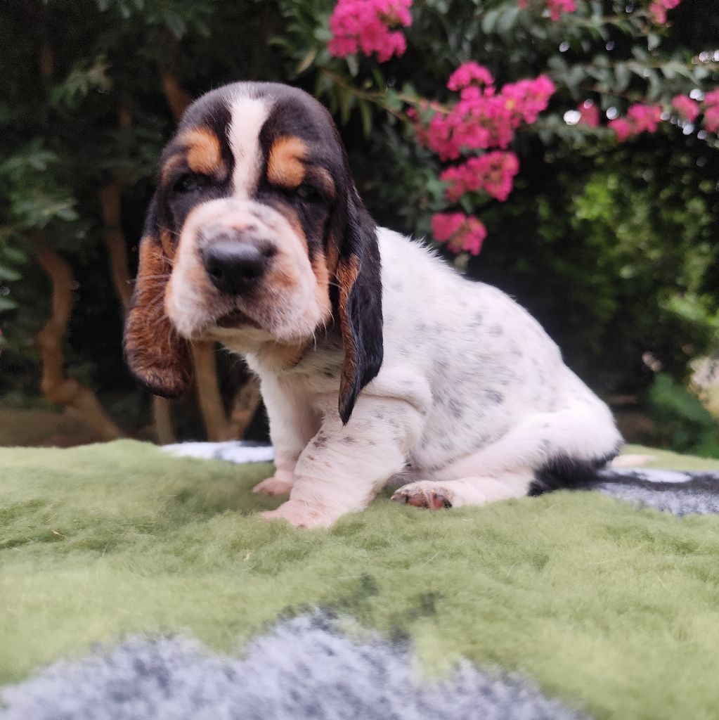 Of Adour Big Ears - Chiots disponibles - Basset Hound