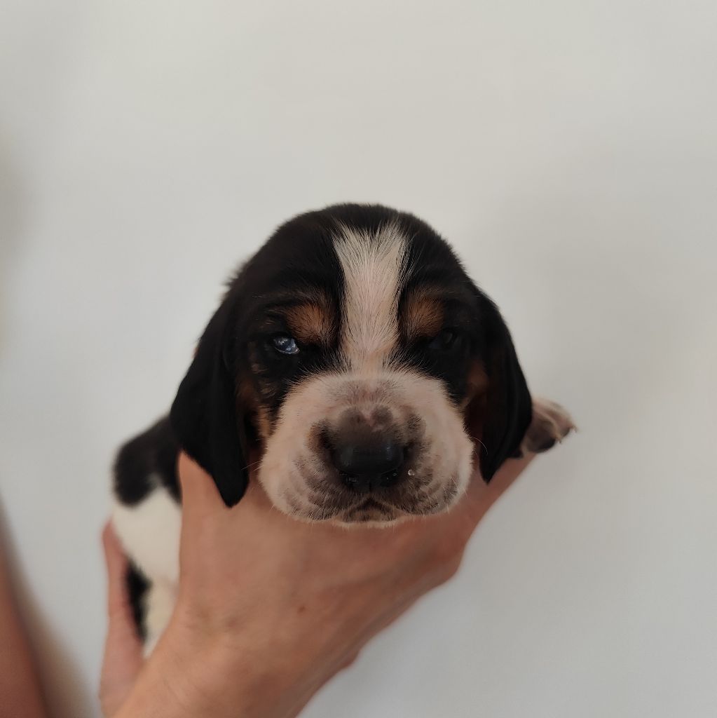 Of Adour Big Ears - Chiots disponibles - Basset Hound