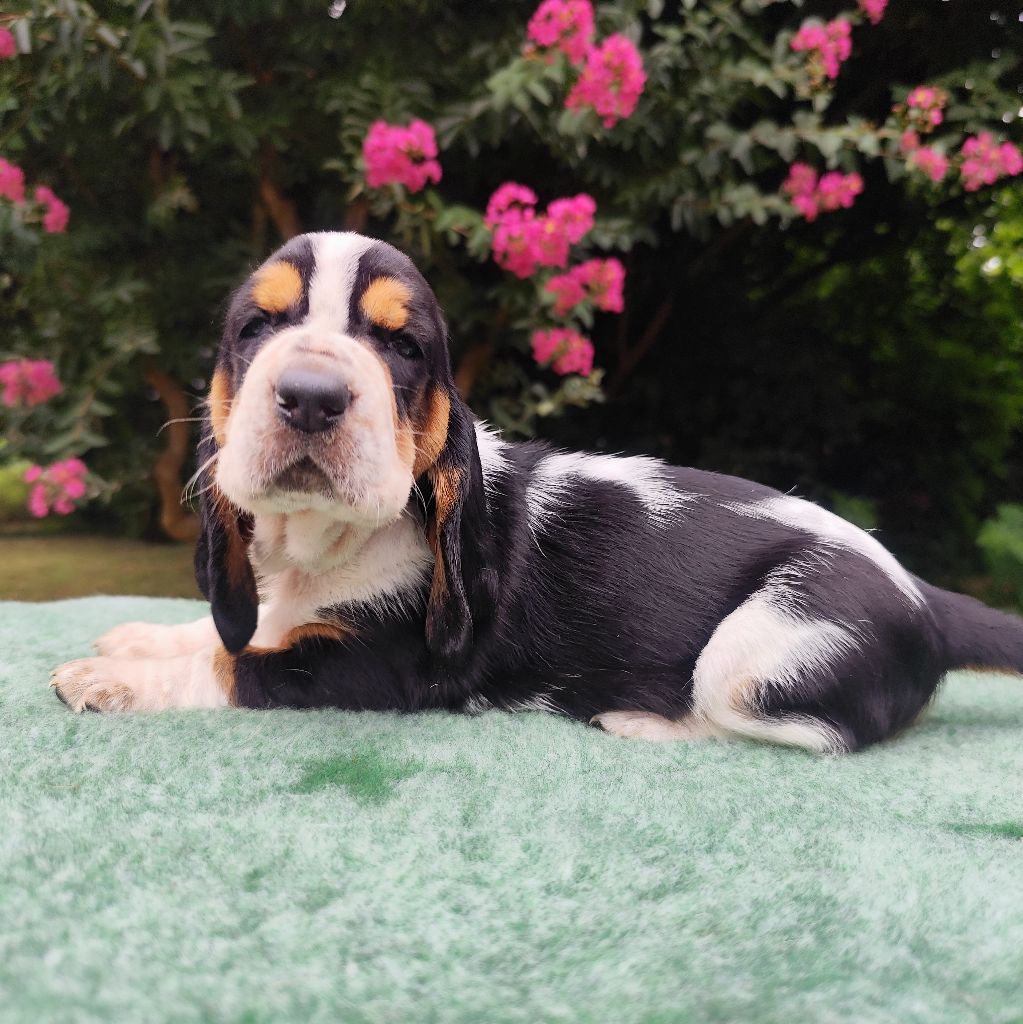 Of Adour Big Ears - Chiots disponibles - Basset Hound