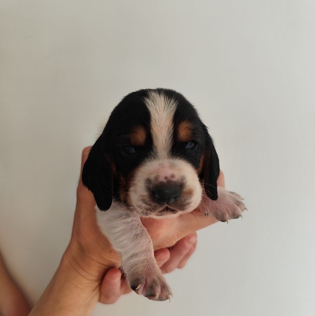 Of Adour Big Ears - Chiots disponibles - Basset Hound