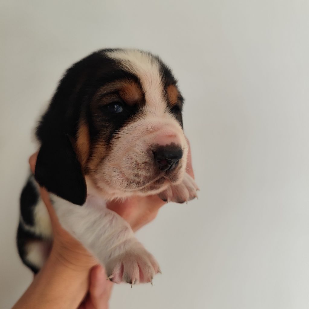 Of Adour Big Ears - Chiots disponibles - Basset Hound