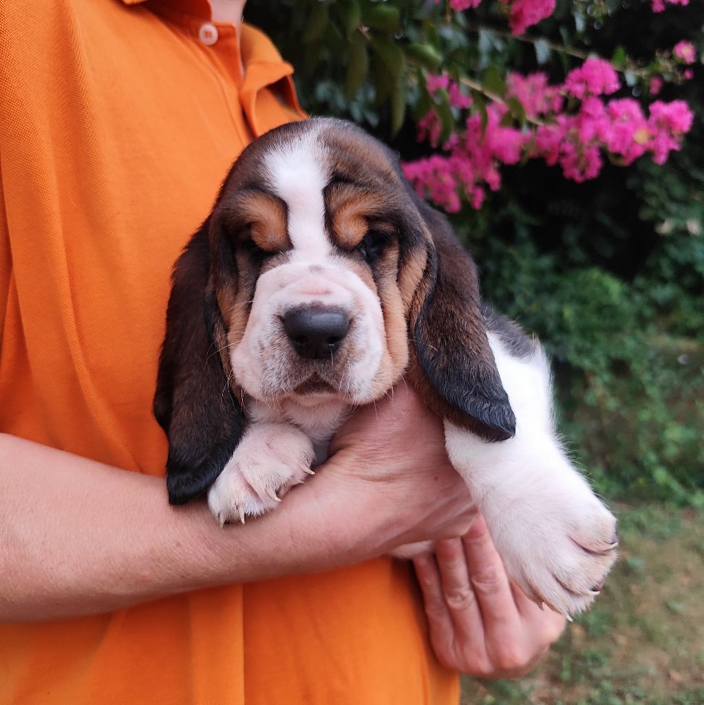Of Adour Big Ears - Chiots disponibles - Basset Hound