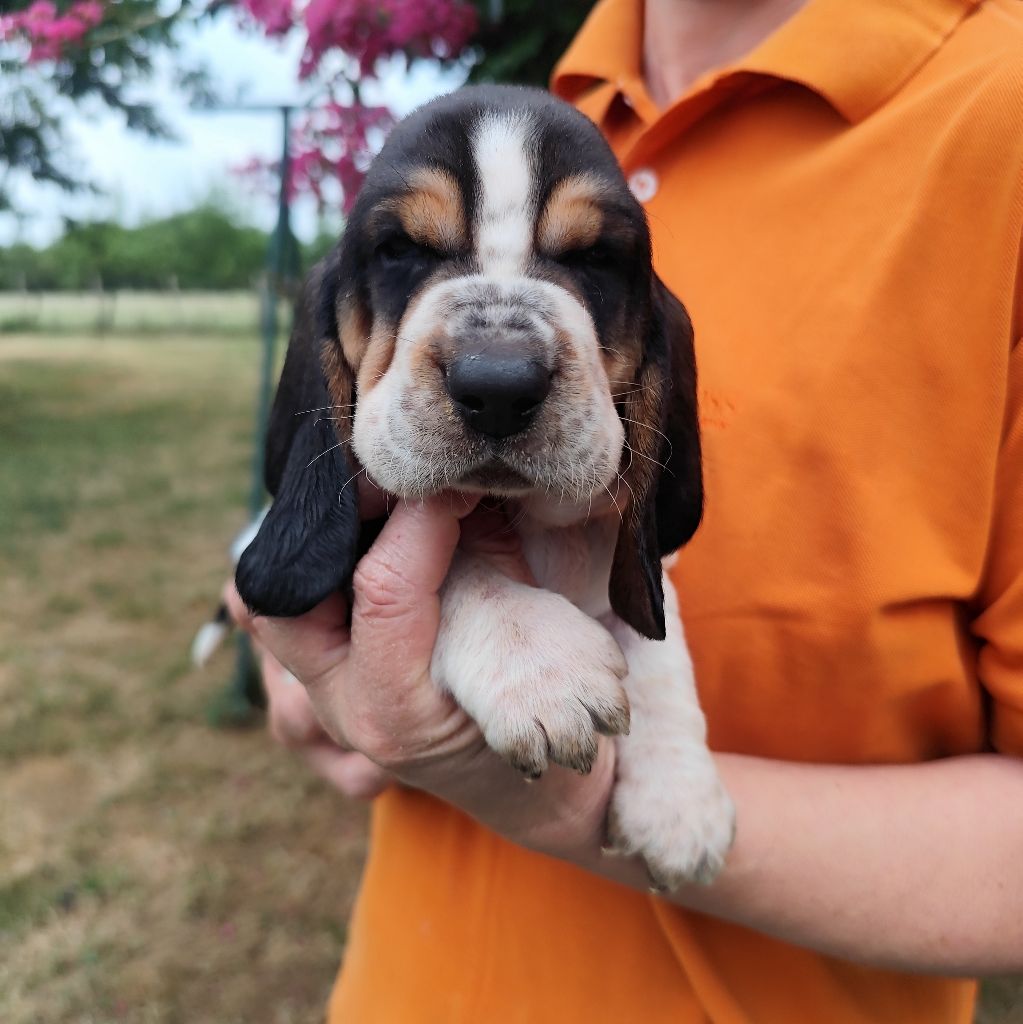 Of Adour Big Ears - Chiots disponibles - Basset Hound