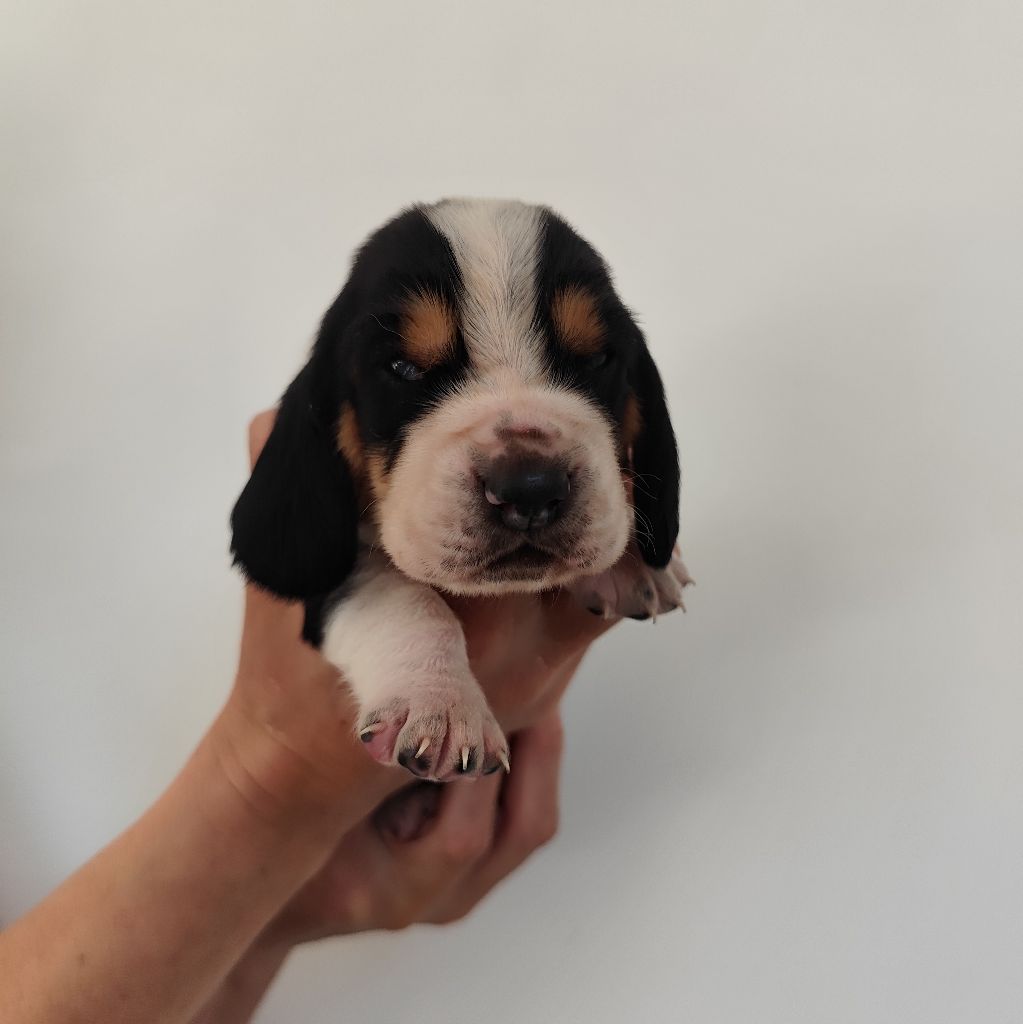 Of Adour Big Ears - Chiots disponibles - Basset Hound