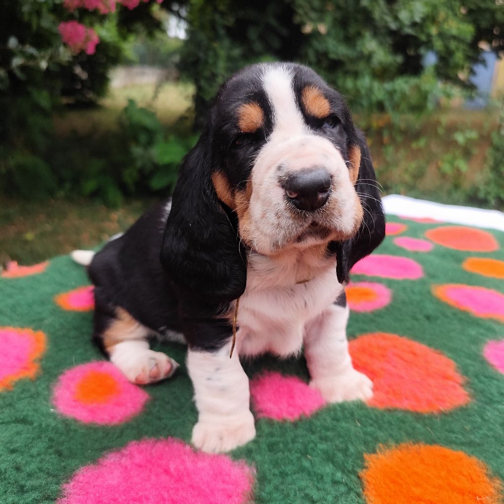 Of Adour Big Ears - Chiots disponibles - Basset Hound